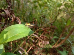 Ceriagrion auranticum