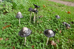 Coprinus comatus