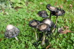 Coprinus comatus