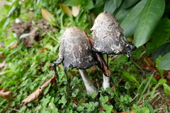 Coprinus comatus