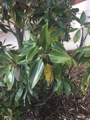 Magnolia grandiflora