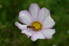 Episyrphus balteatus