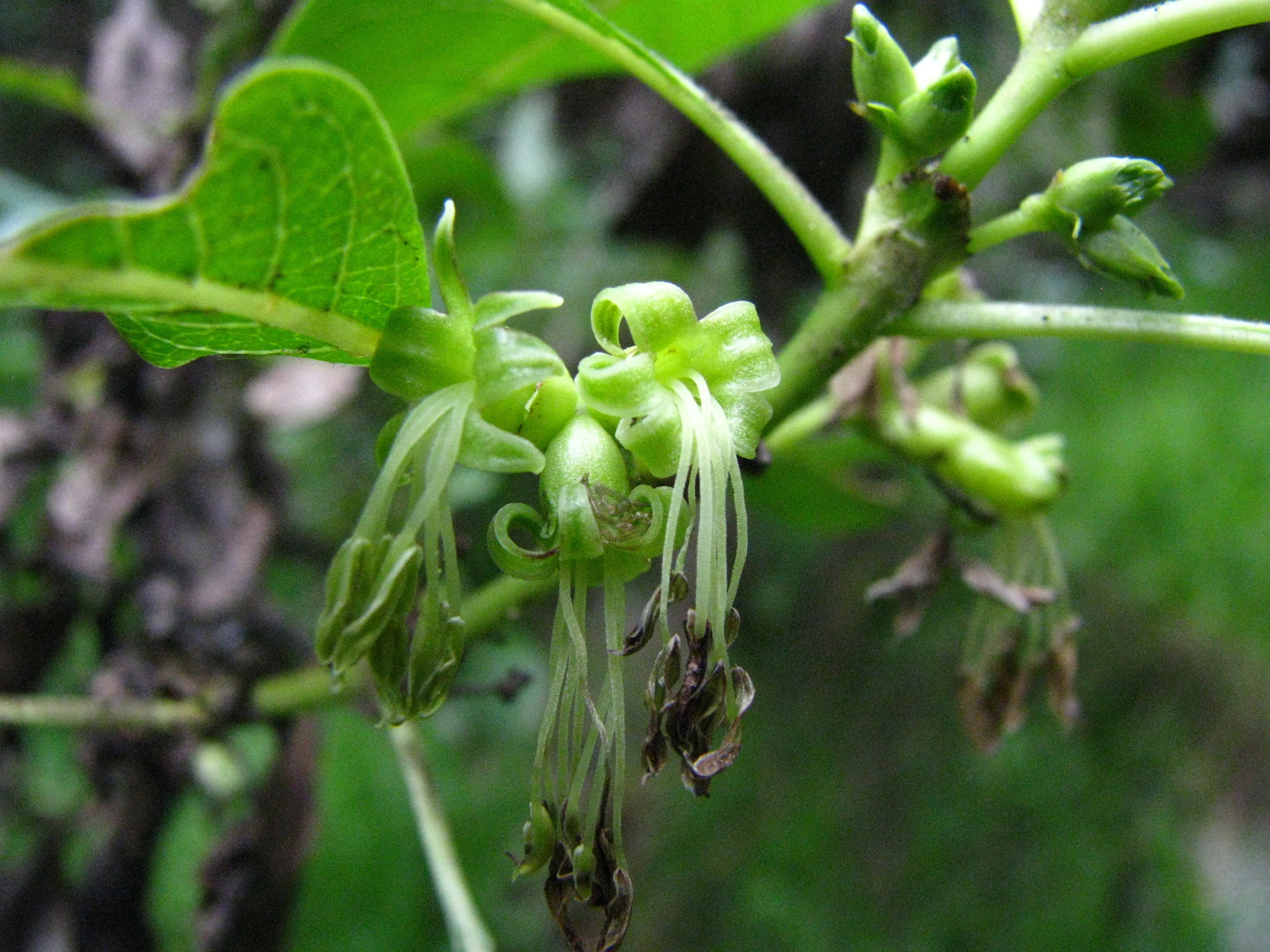 Coprosma rhynchocarpa