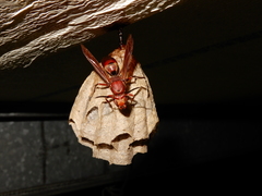 Polistes tenebricosus