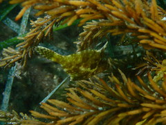 Scobinichthys granulatus