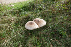 Macrolepiota procera