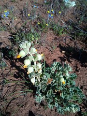 Hermannia johanssenii