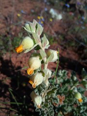 Hermannia johanssenii