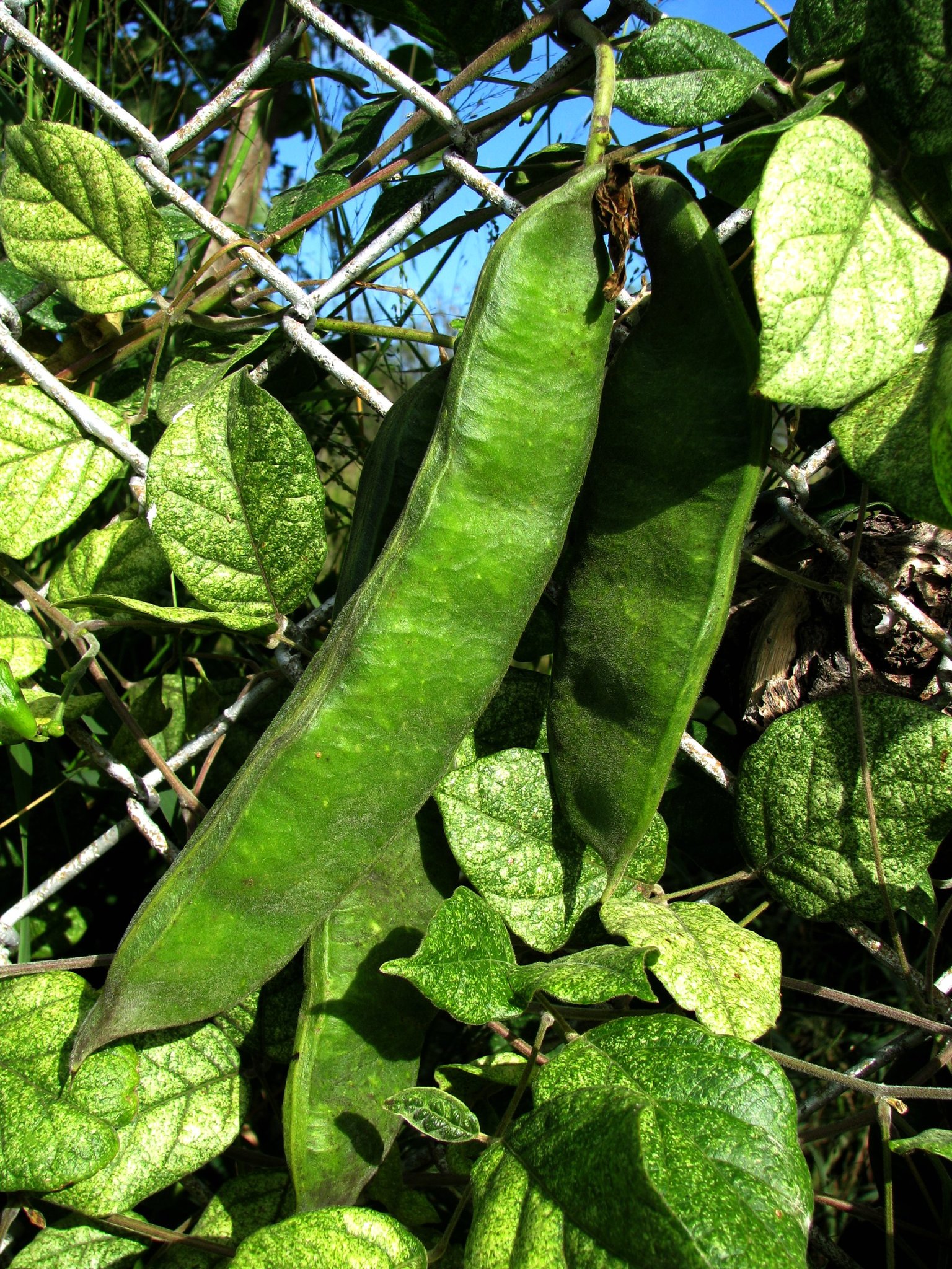 Canavalia hawaiiensis