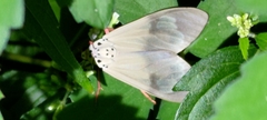 Amerila astreus