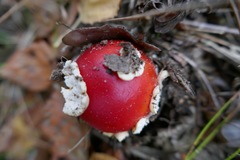 Amanita muscaria