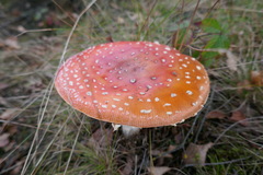Amanita muscaria