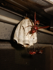 Polistes tenebricosus