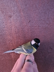 Parus major