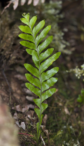 Adenophorus pinnatifidus