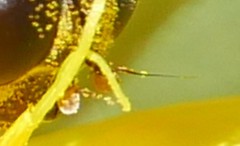 Cheilosia canicularis