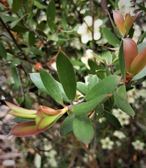 Leptospermum macrocarpum