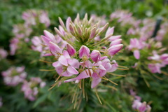 Cleome spinosa