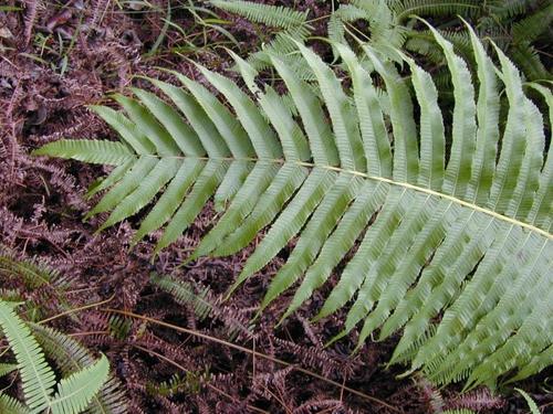 Menisciopsis cyatheoides