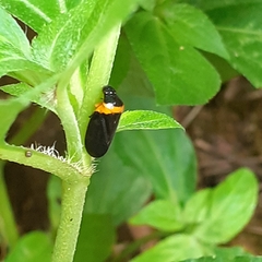 Phymatostetha