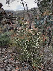 Leptospermum macrocarpum