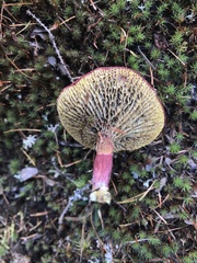 Suillus paluster