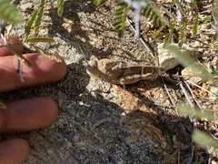 Leprus