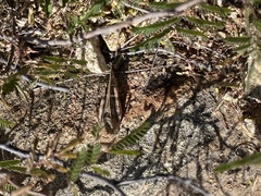 Leprus