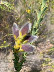 Liparia hirsuta