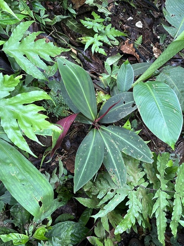 Costus laevis (Costus laevis)