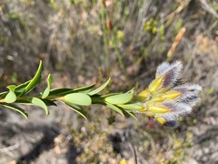 Liparia hirsuta