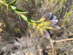 Liparia hirsuta