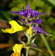Melampyrum subalpinum