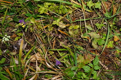 Melampyrum subalpinum