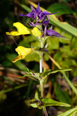 Melampyrum subalpinum