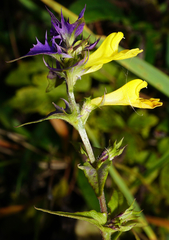 Melampyrum subalpinum