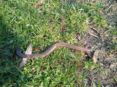 Amphisbaena darwinii