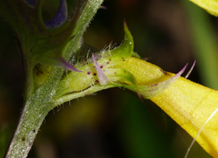 Melampyrum subalpinum