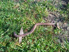 Amphisbaena darwinii