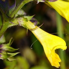 Melampyrum subalpinum