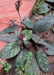 Strobilanthes reptans
