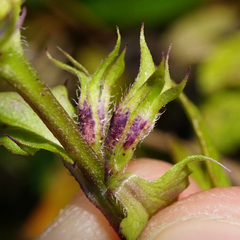 Melampyrum subalpinum