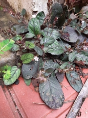 Strobilanthes reptans
