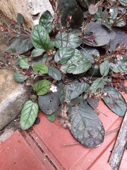 Strobilanthes reptans