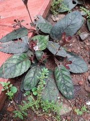 Strobilanthes reptans