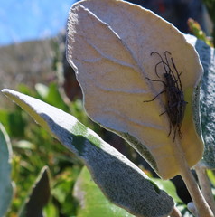 Aristogitus cylindricus