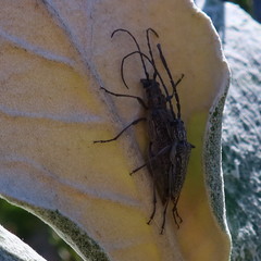 Aristogitus cylindricus