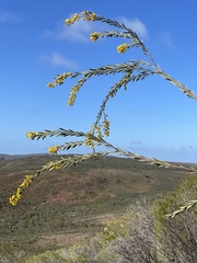 Acacia euthycarpa