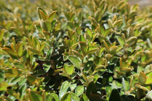 Image of Podalyria argentea by (c) Diana Studer, some rights reserved (CC BY)