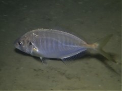 Pseudocaranx georgianus